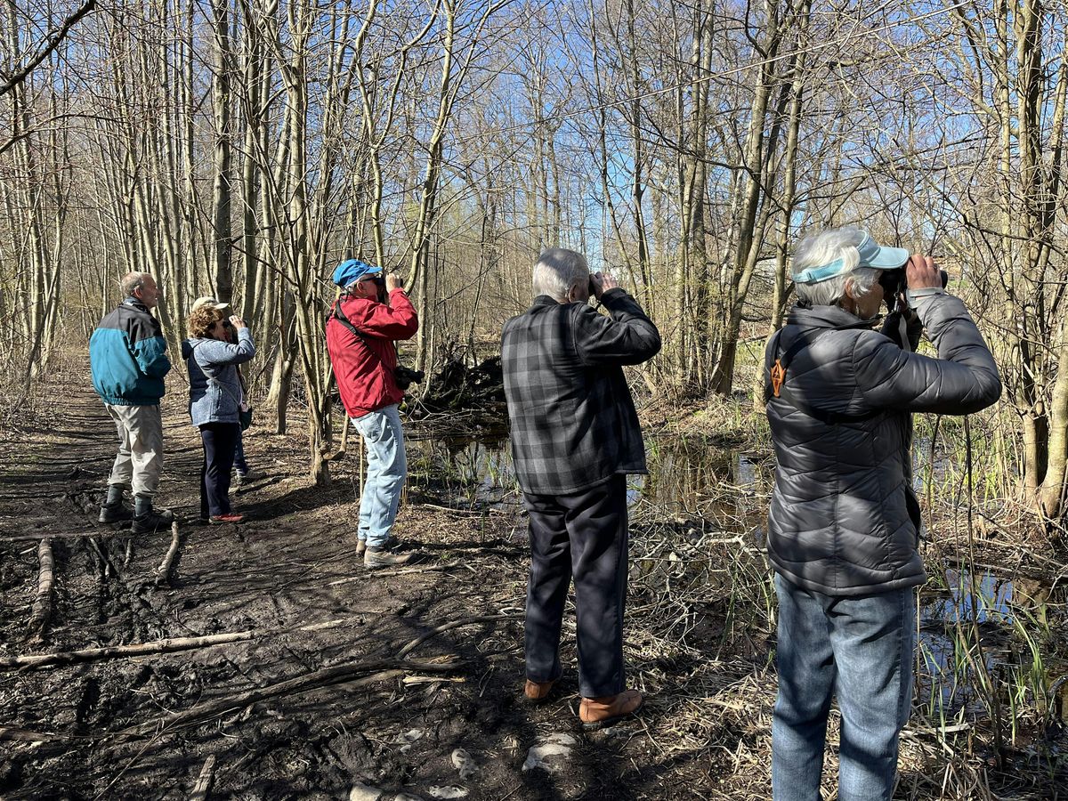 Bird and Nature Walk at Long Pond in Winchester