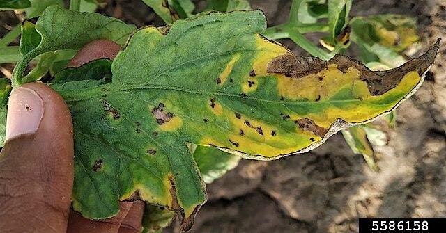Plant Pathology for home gardeners