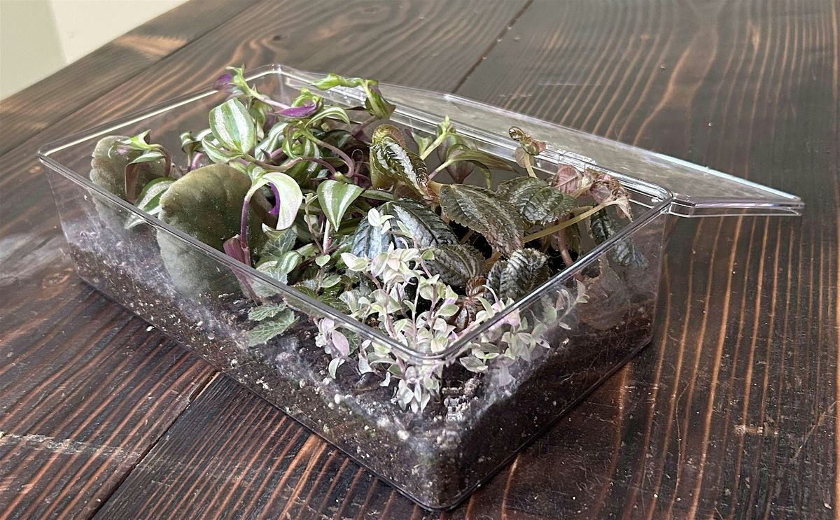 Propagation Box Workshop at Moss Houseplants