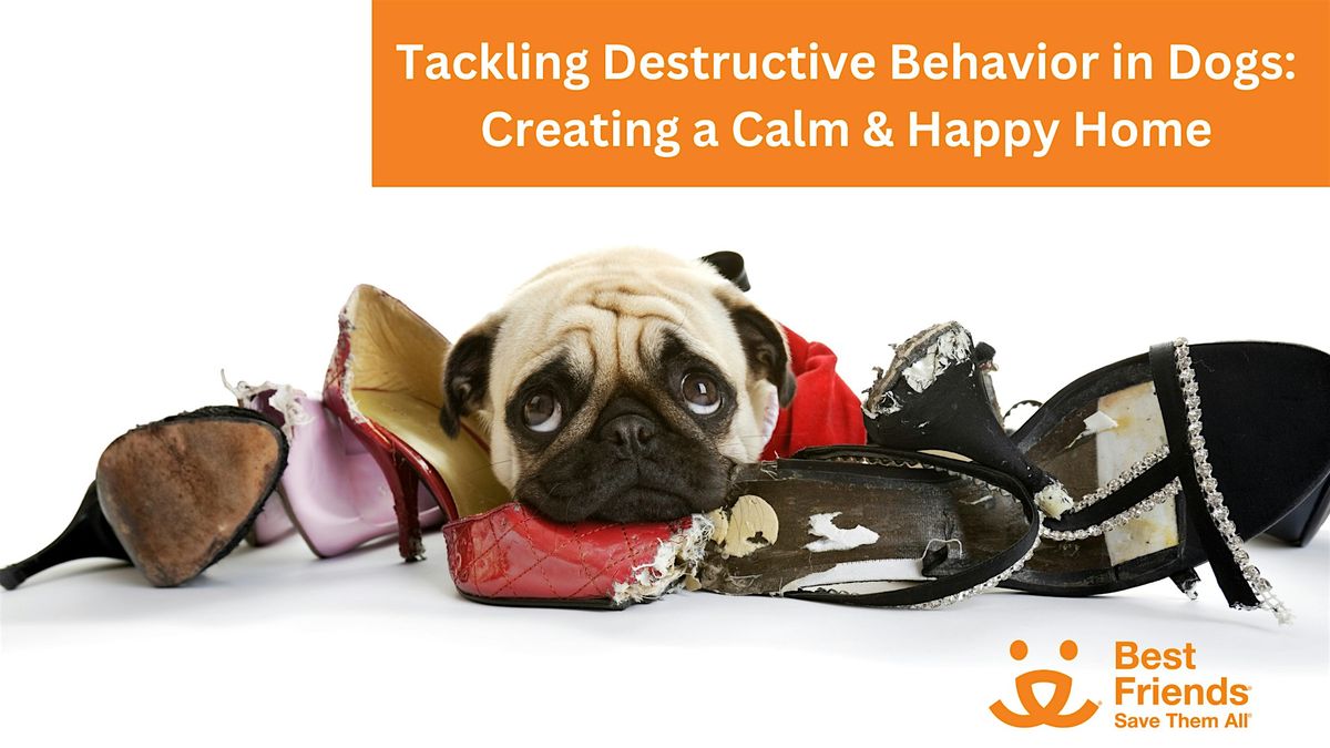 Tackling Destructive Behavior in Dogs: Creating a Calm & Happy Home