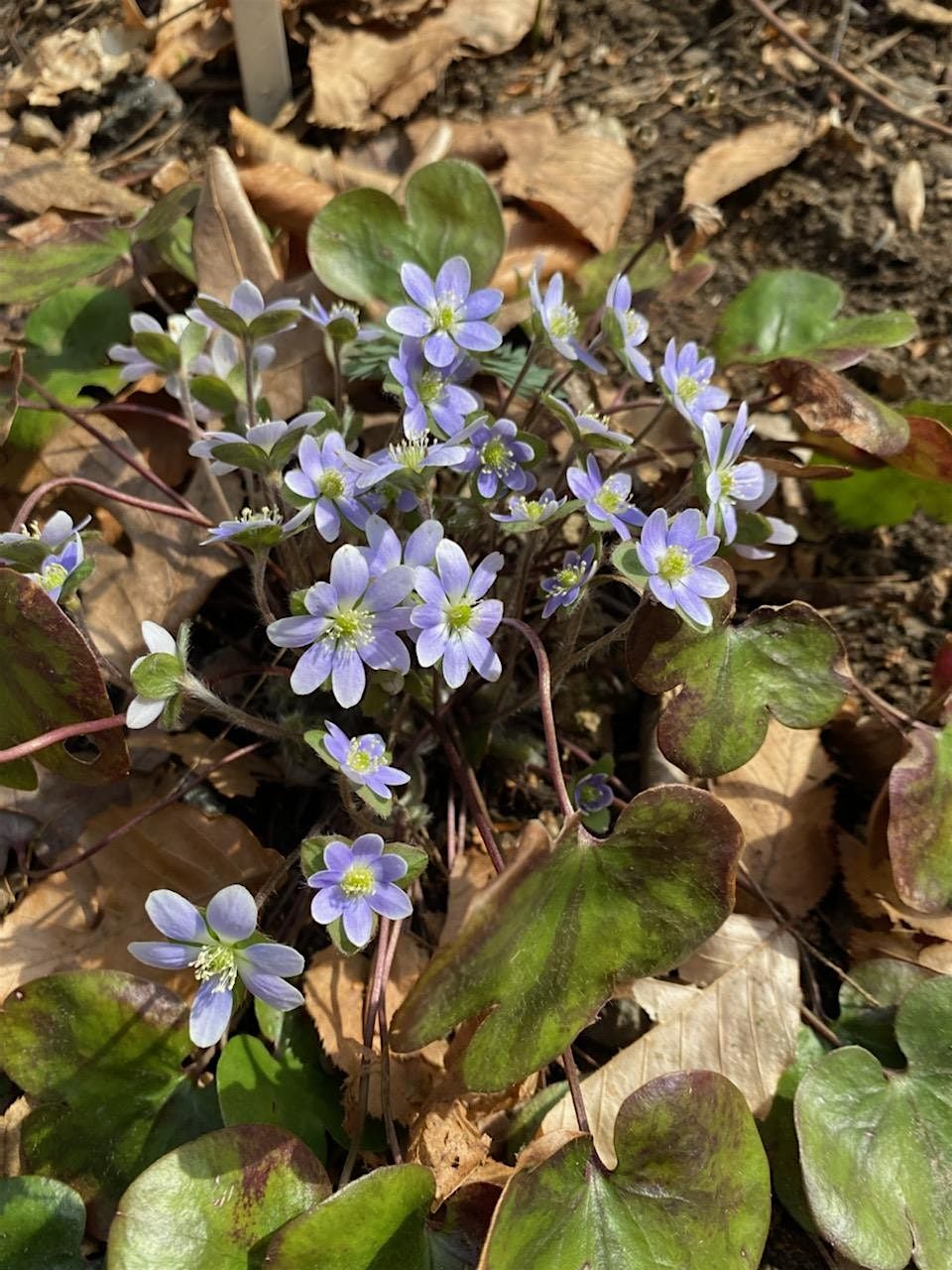 Wildflower Walk in Tourne Park