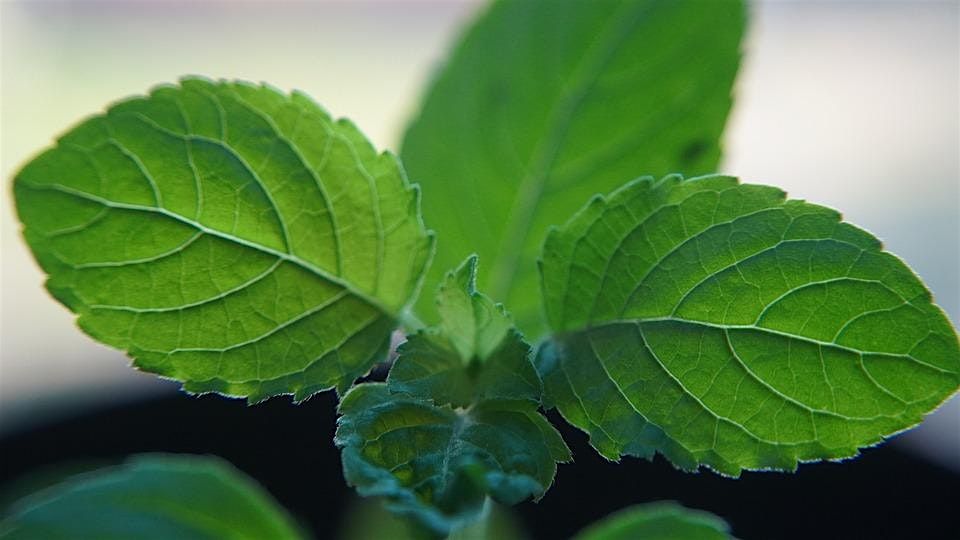 Holy Basil\/Tulsi Plant Immersion Meditation