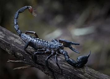 Emperor Scorpion Pinning