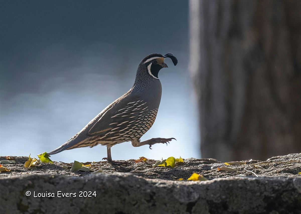 Wednesday Birders: Spring Valley Creek Trail at Avimor