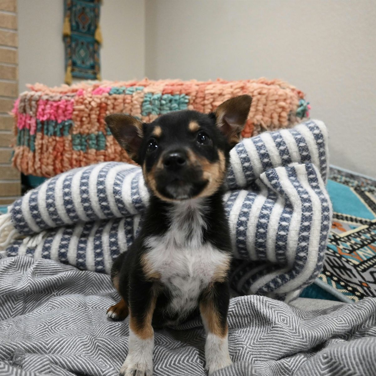 Rescue Puppy Yoga @ Align Yoga. Fitness. Wellness.