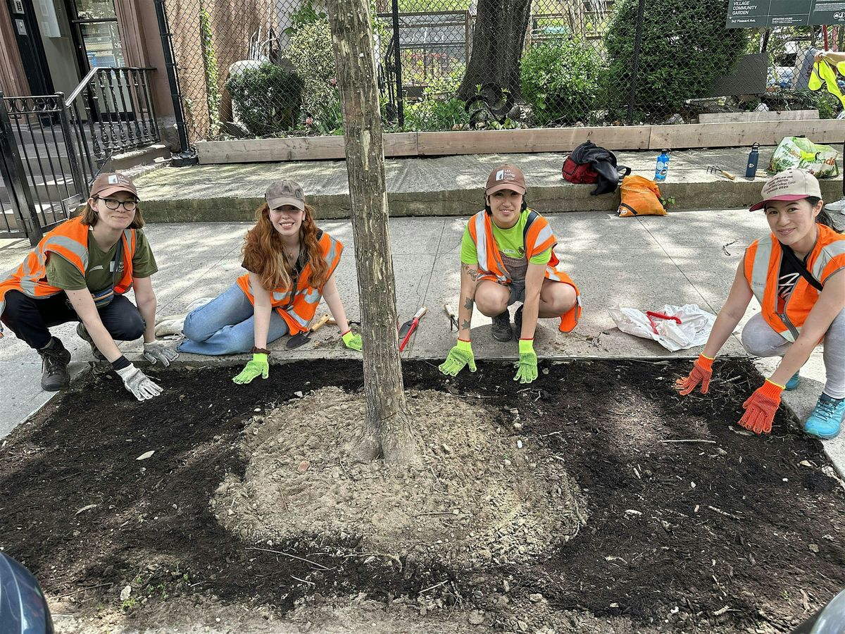Volunteer Street Tree Care with City Council 2