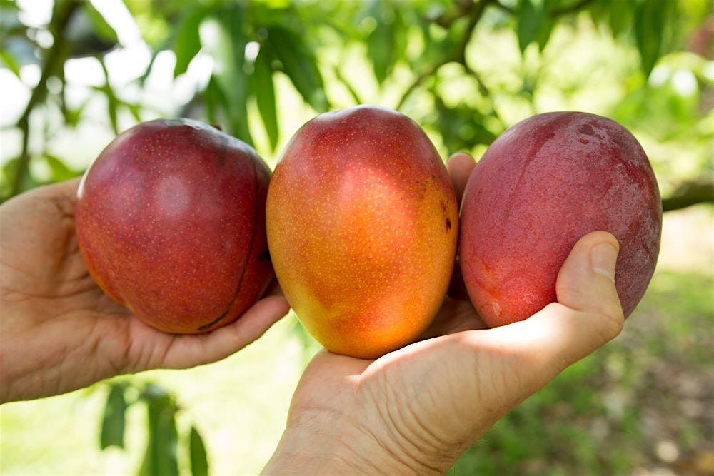 The Art and Science of Grafting Mangoes