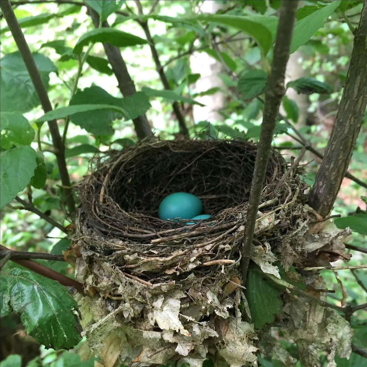 Bird Nest Builders