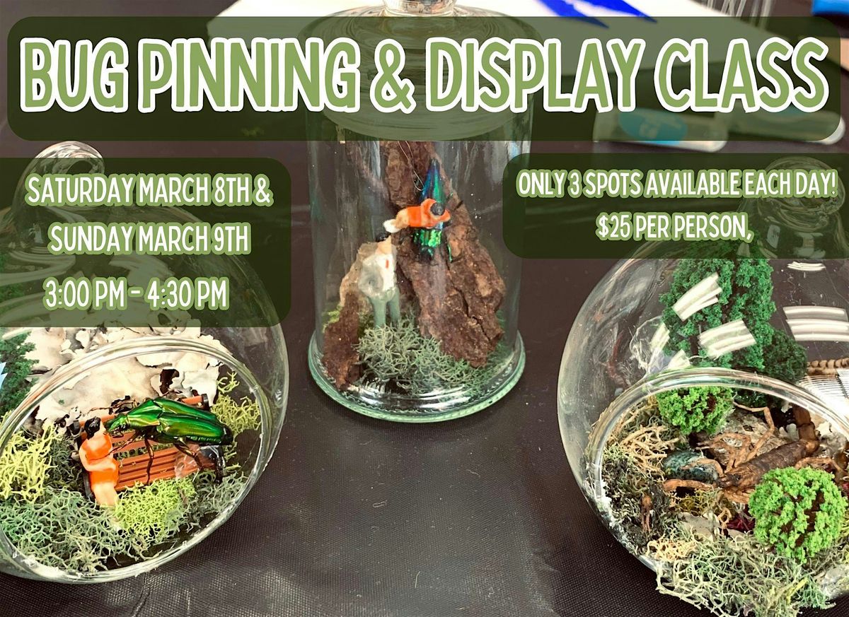 Bug Pinning & Display Class - March '25