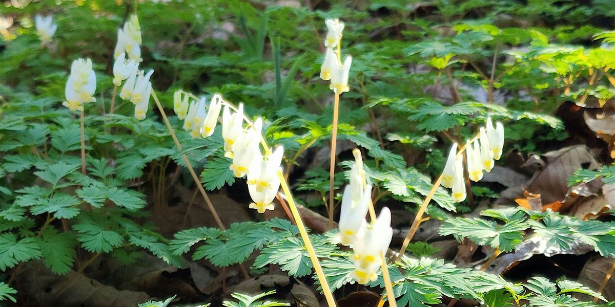 Guided Wildflower Hike - Flat River