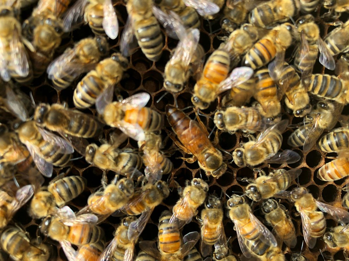 Beginning Beekeeping: Bees in Winter and Preparing to Beekeep Next Year