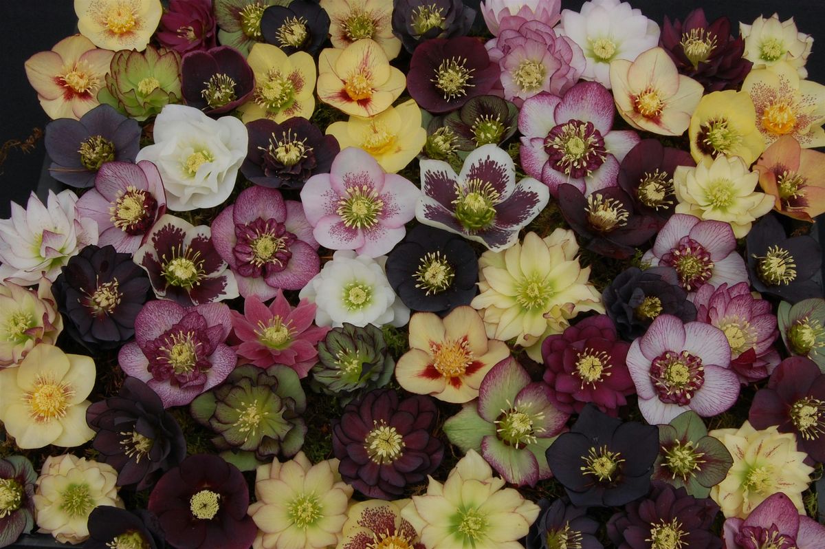 2026 Winter Jewels\u00ae Hellebore Sale