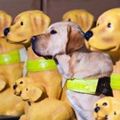 Guide Dogs Fundraising - Aberdeen
