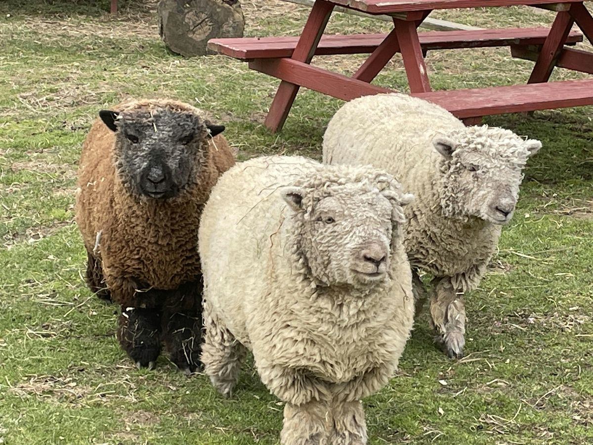 Inclusive Neurodiverse Farmer ProgramFall  1 Session