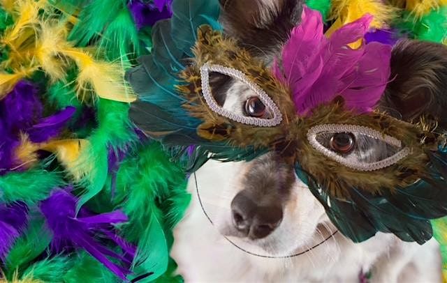 Mardi Paws Pet Parade