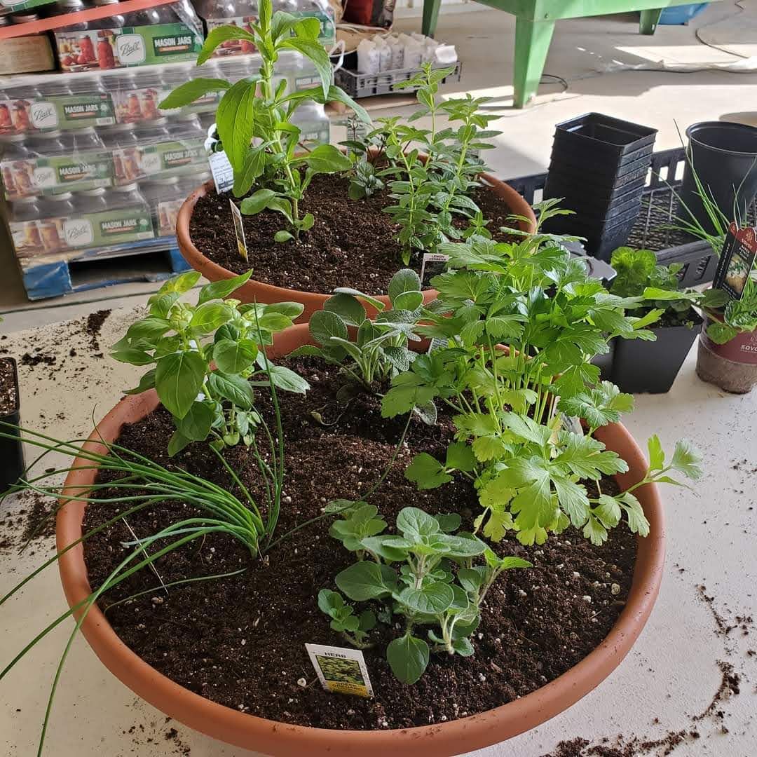 Edible Herb Bowl Workshop