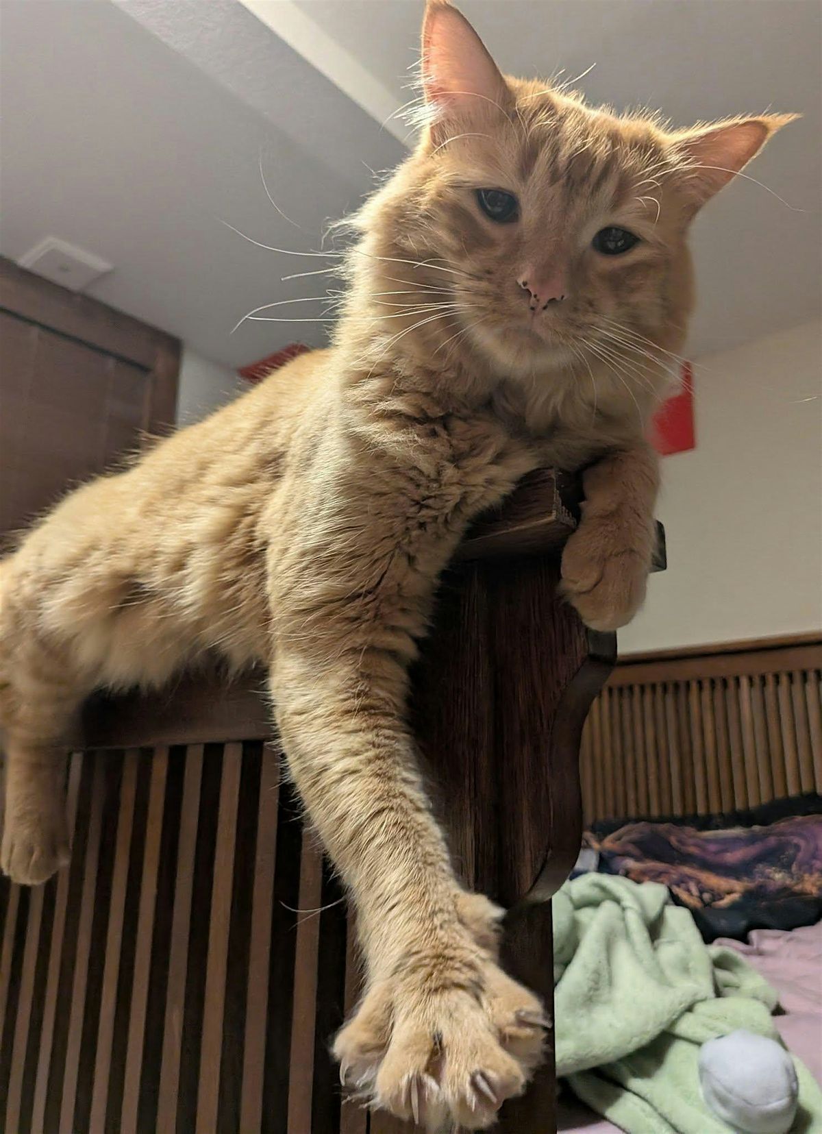 Danu's Wardrobe at CatFest - Special appearance with Sir Fritz!