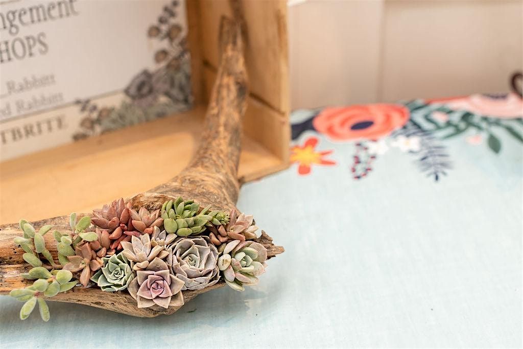 Living Succulent Driftwood Centerpiece