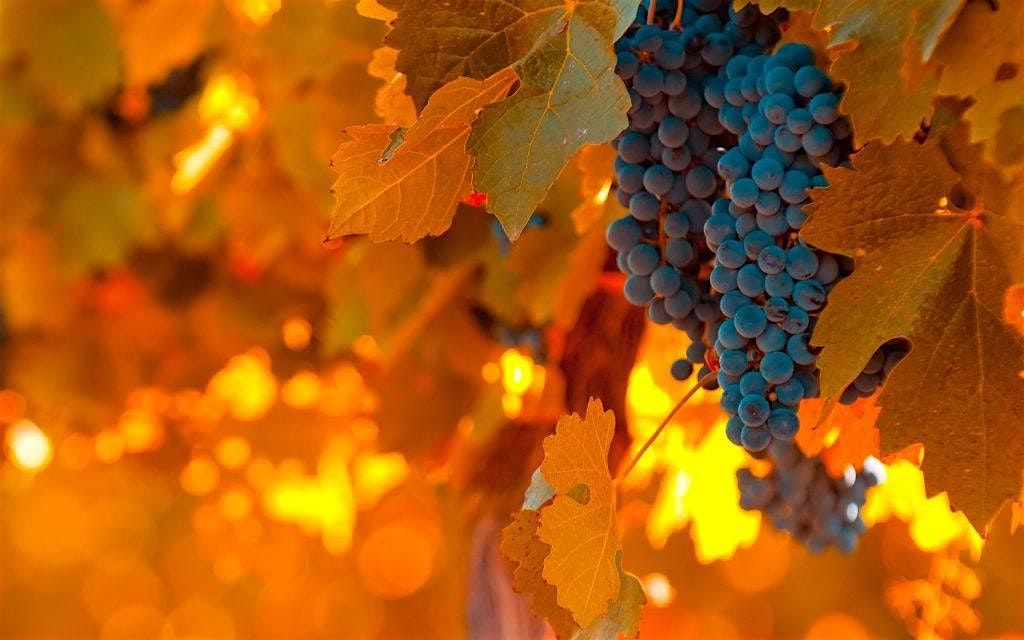 Autumn Wine Dinner with Bric Cenciurio