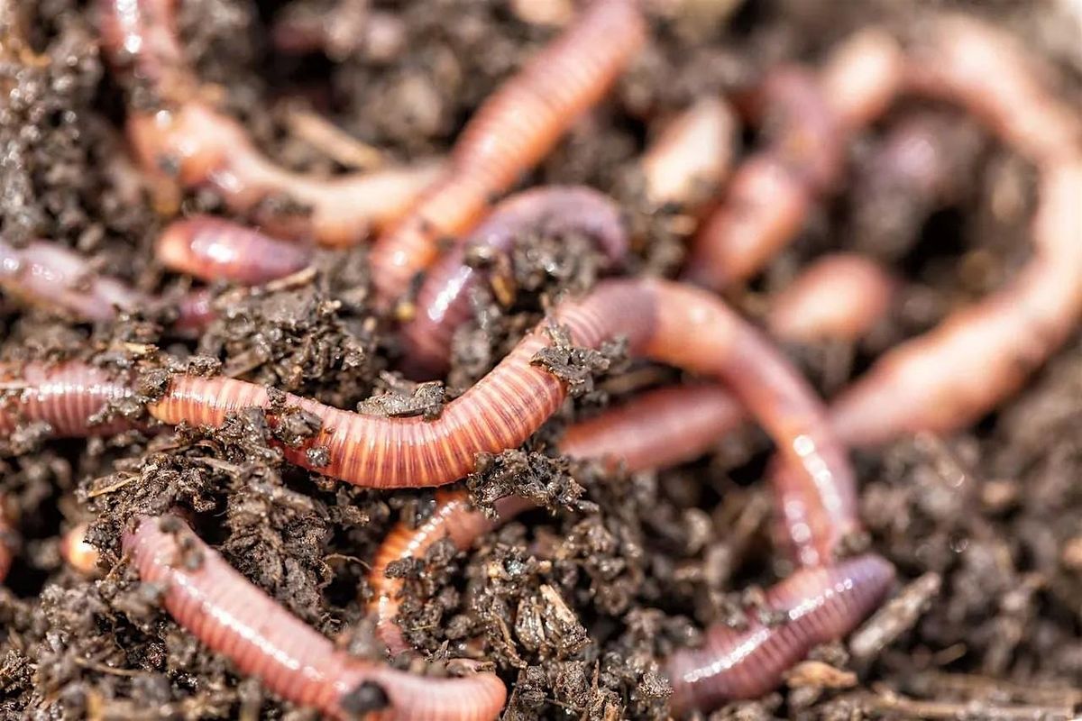 Nature's Recyclers: Decomposers