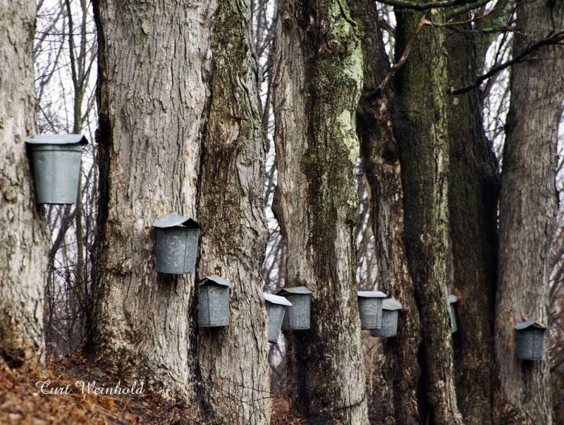 21st Annual Potter - Tioga Maple Weekend!