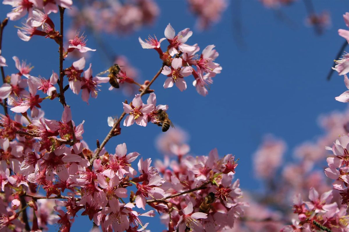 Horticulture Culture: Tree Flower Appreciation