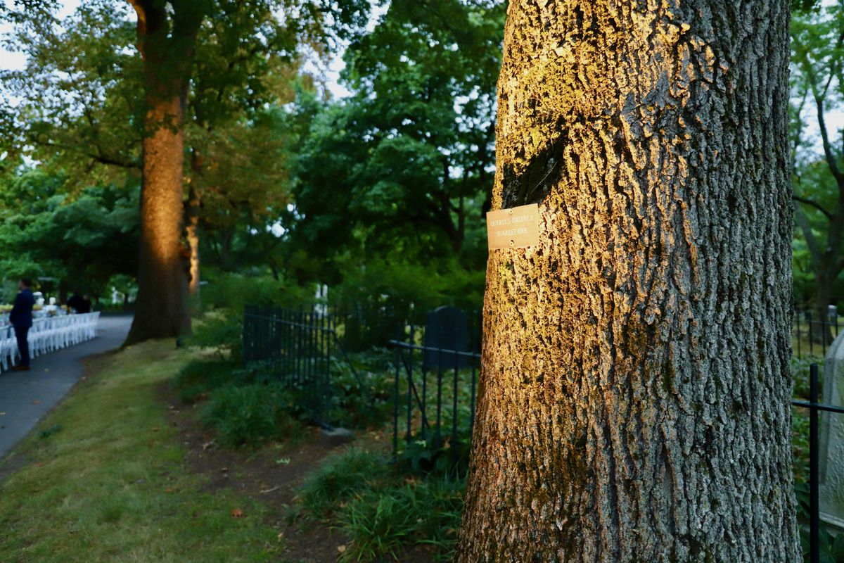 Great Oaks