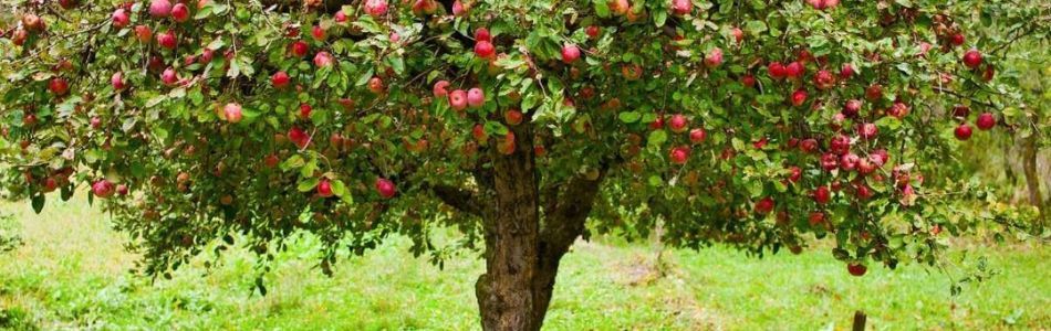 Fruit Tree Pruning for Beginners