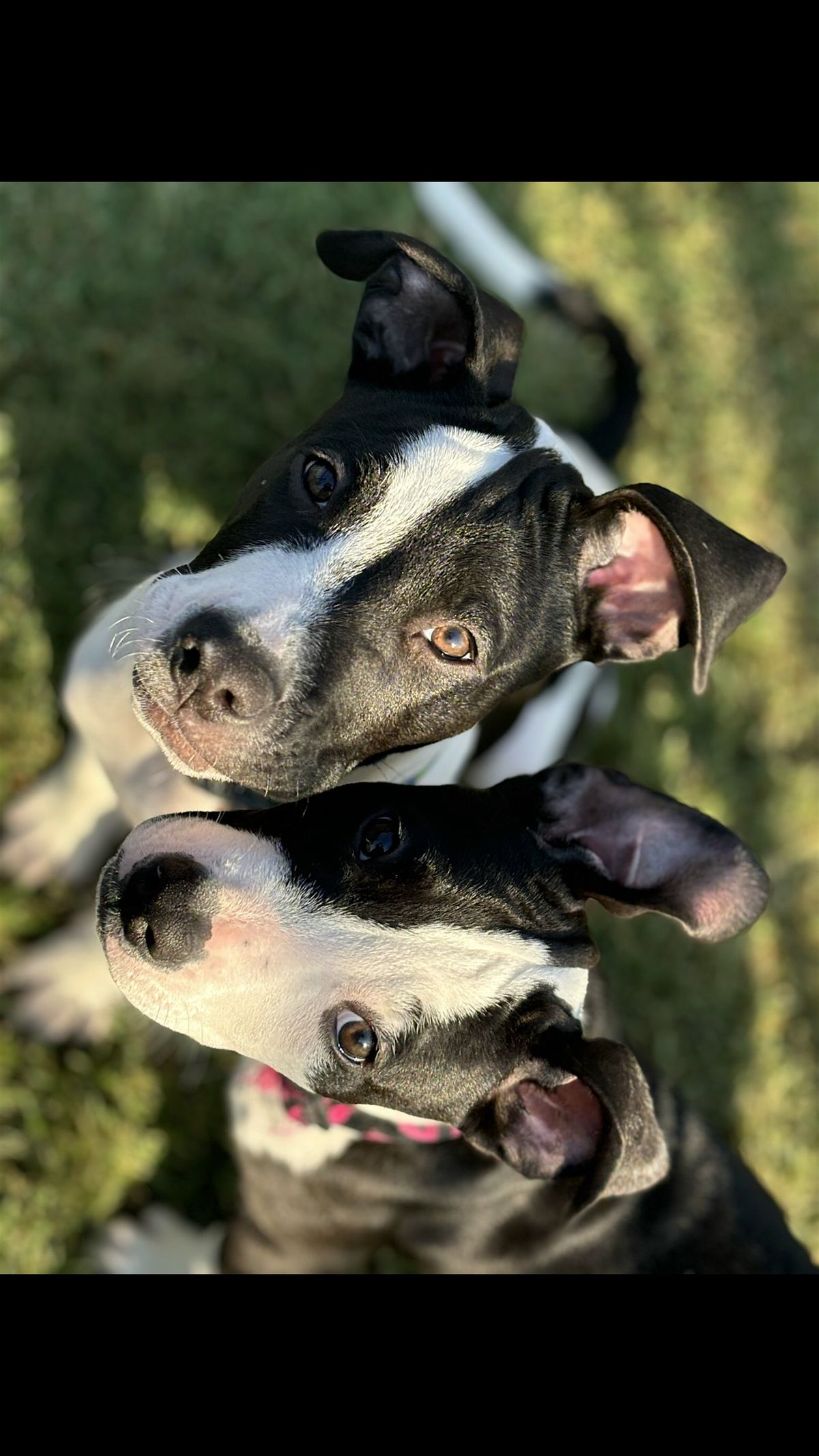 MUTTS Love Adoption Event - Ft. Pittyful Pitties