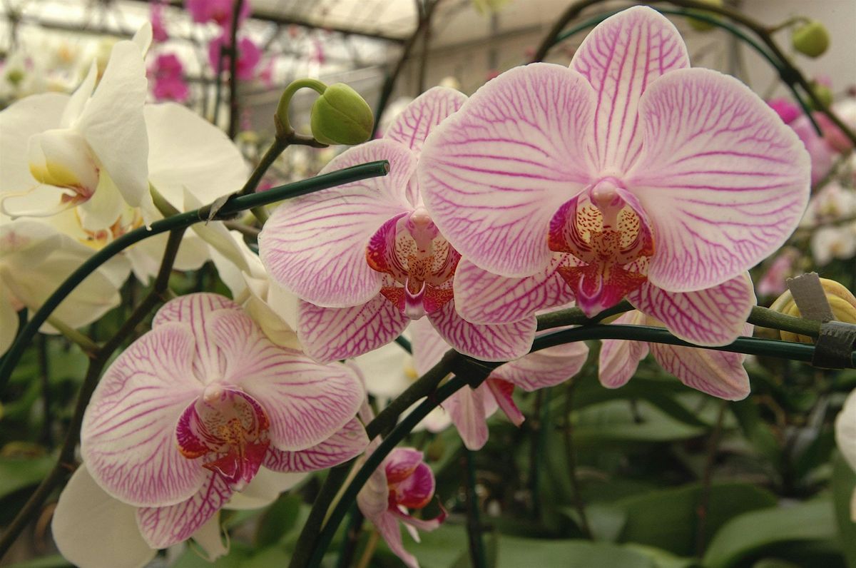 You Can Grow Orchids: Tips for Success!