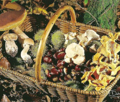 Week-end ch\u00e2taignes et champignons des c\u00e9vennes 2024