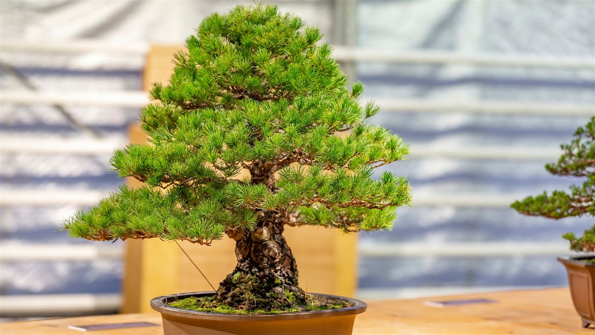 Bonsai Society Meeting - Welcome Back \/ Surviving the Summer