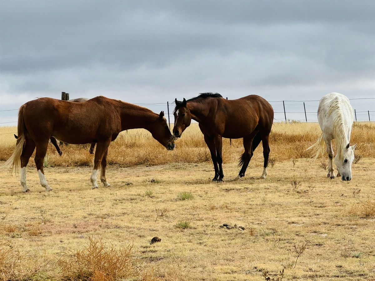 Womens Equine Assisted Arts Group : Stress Reduction & Expressing Emotions