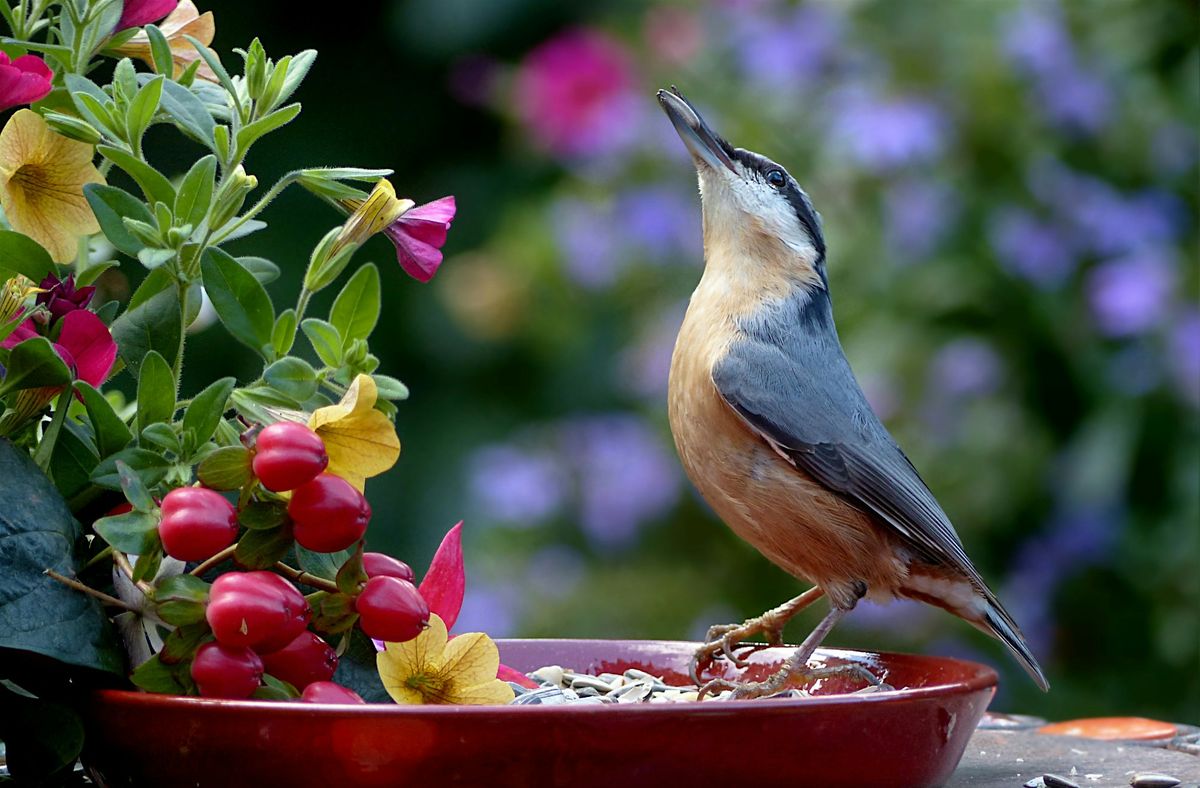 Gardening For Birds