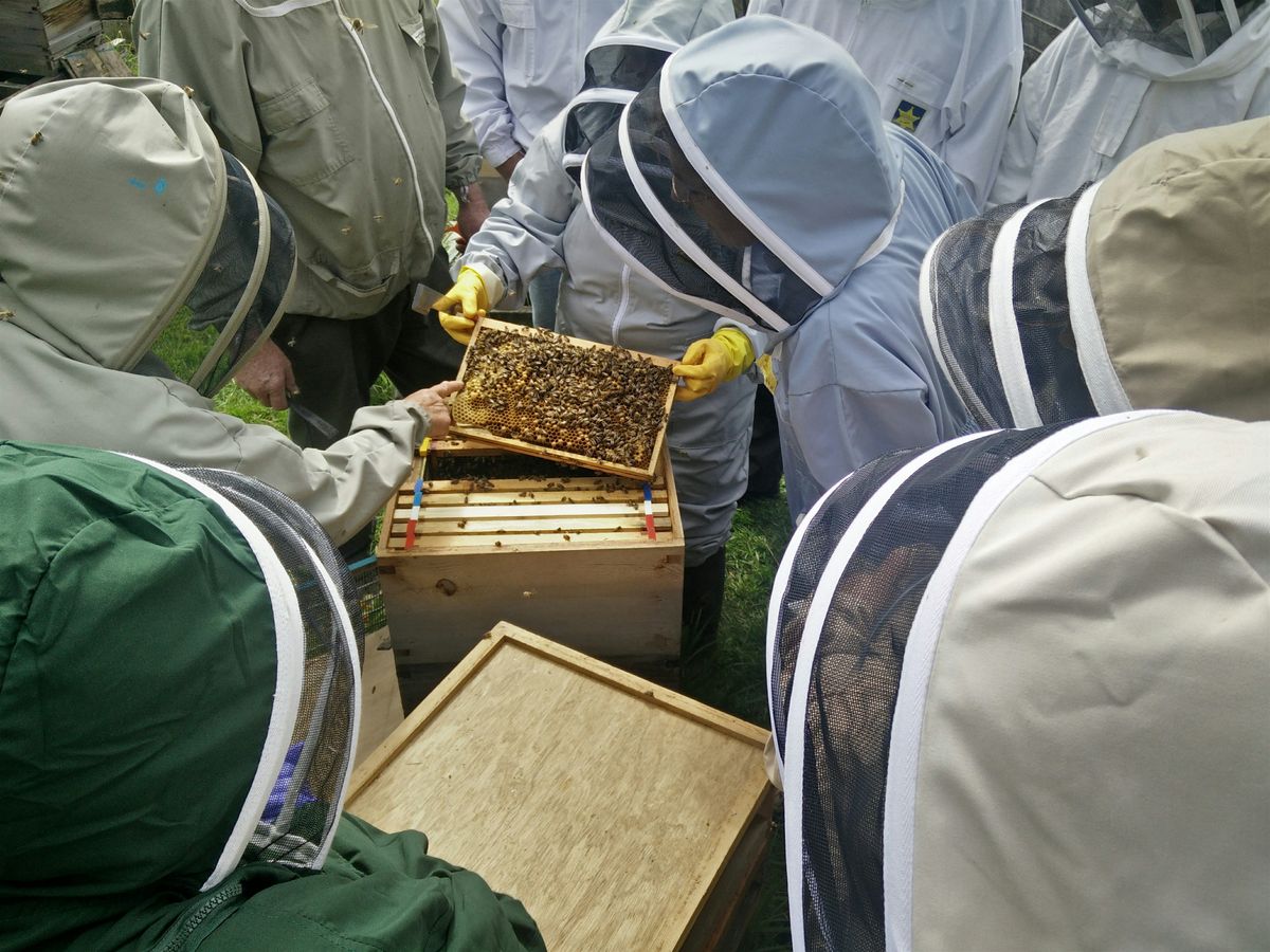 Beekeeping Experience Day