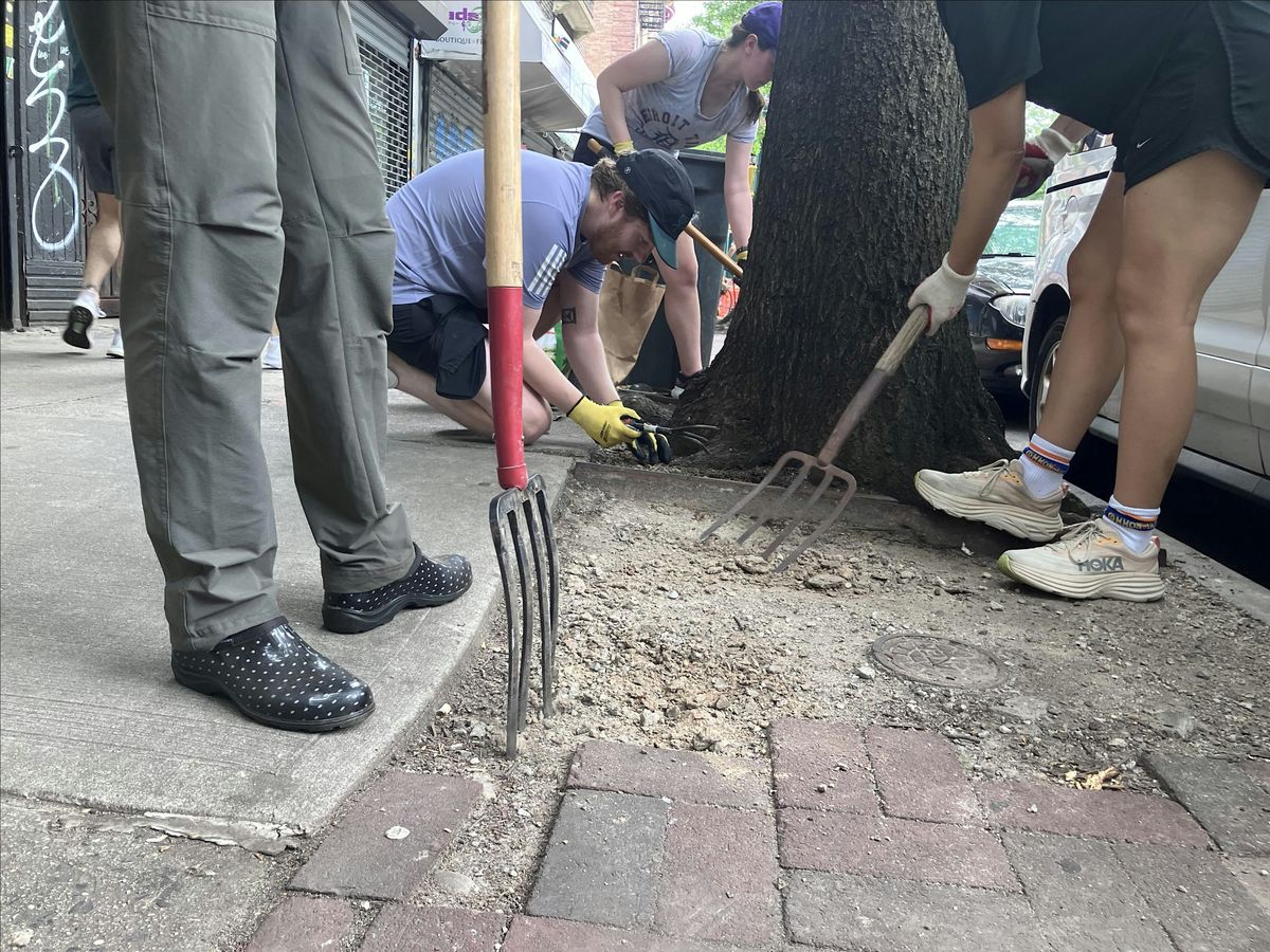 Street Tree Care w\/ 31st Ave Open Street