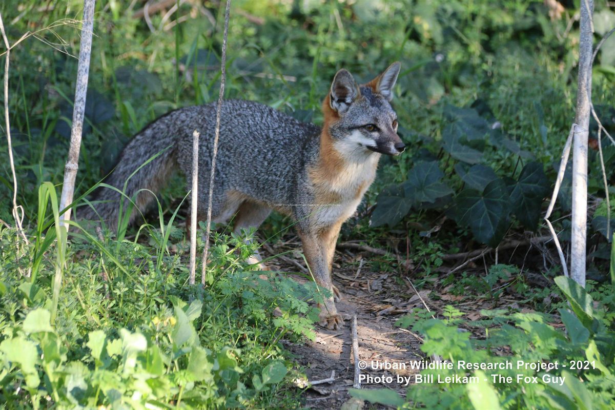 Are There Gray Foxes in Your Backyard?