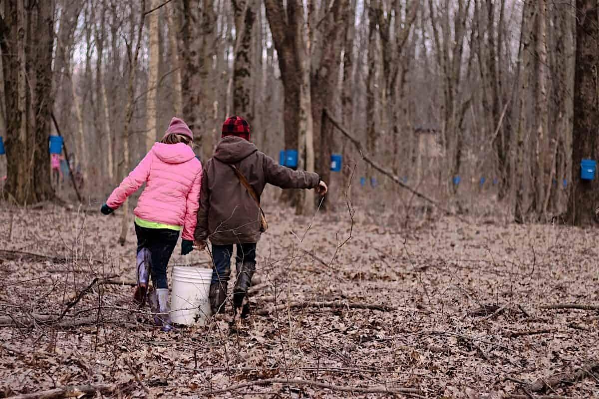 Homeschool: Maple Sugaring