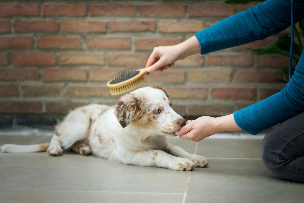 Pet Parent Academy: Brush Up on the Basics (Brushing Class)