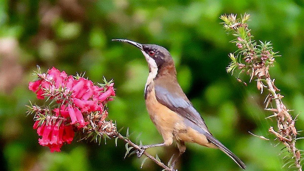 Feathers, Fur & Flowers: Bird & Mammal Pollinators