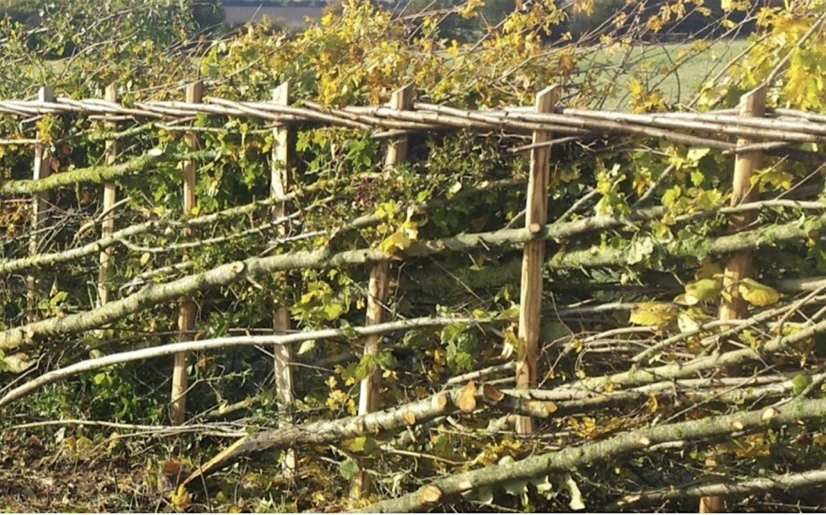 Hedge laying \u2013 your chance to learn a traditional skill