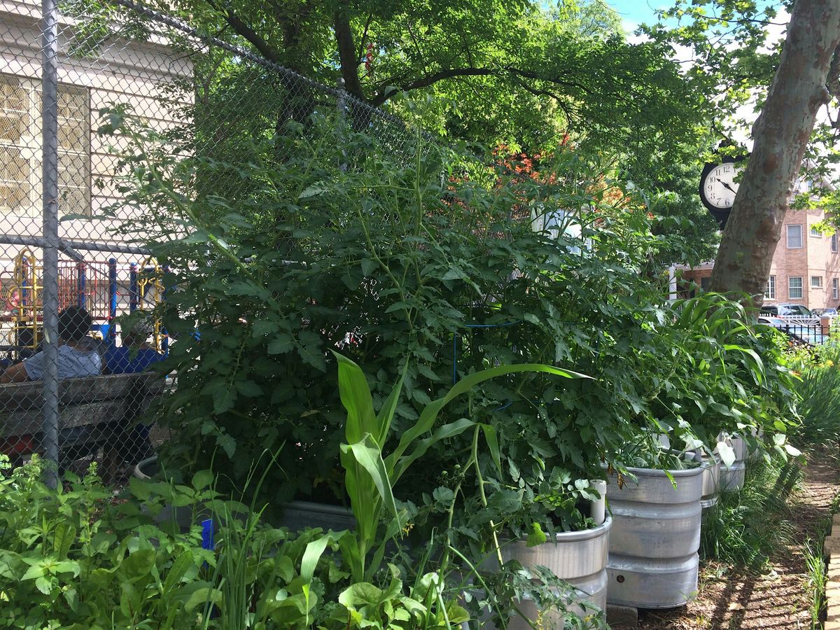 GrowNYC School Garden Drop-In Hour (Virtual)