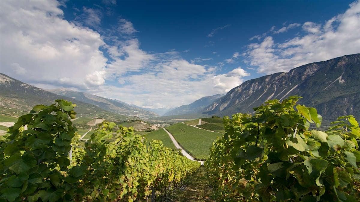 Rhone Valley and Provence Classics