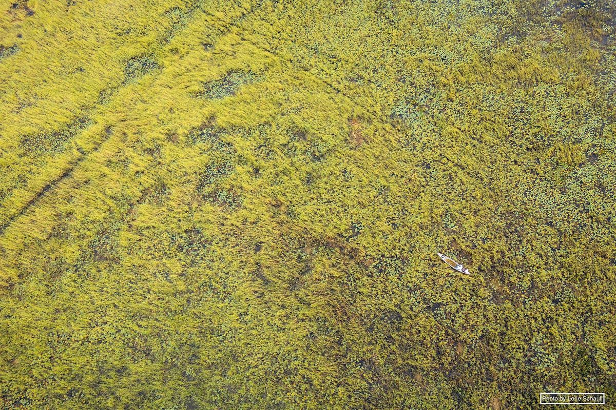 Wild Rice Harvesting