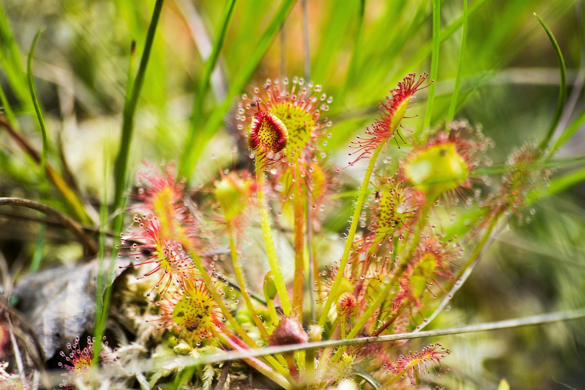 Halloween Carniverous Bog Workshop at Moss Houseplants