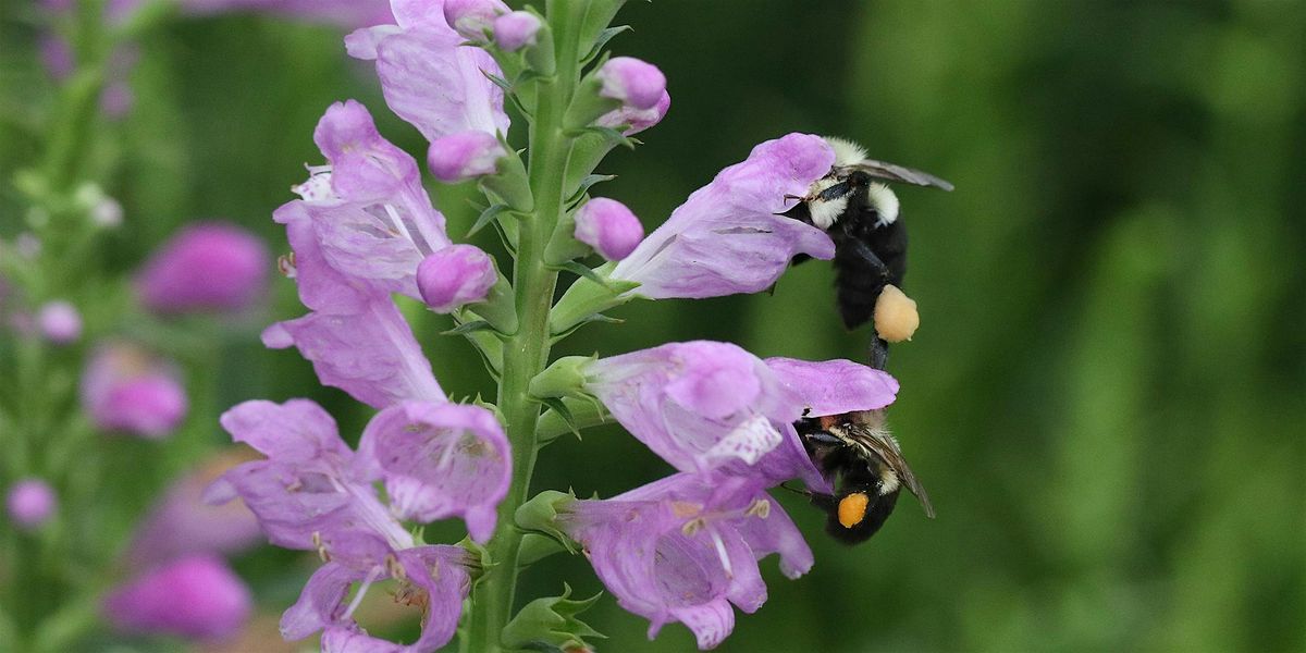 Pollinator Garden Tour