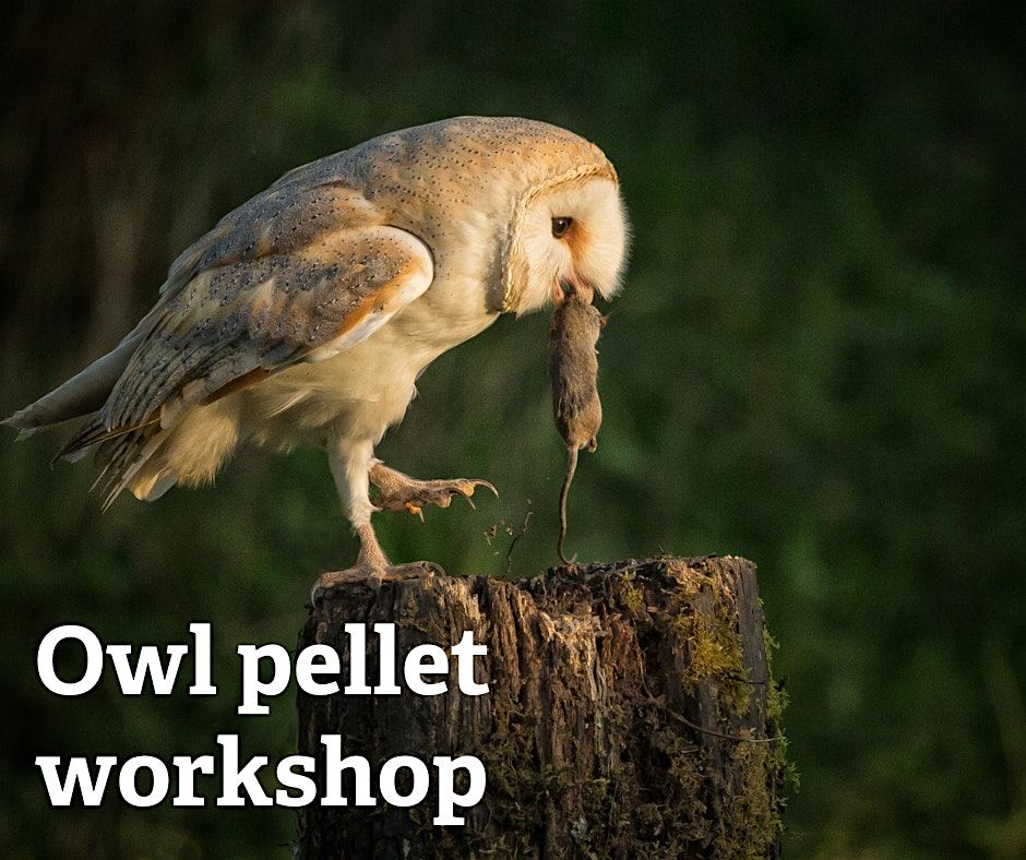 Owl pellet workshop