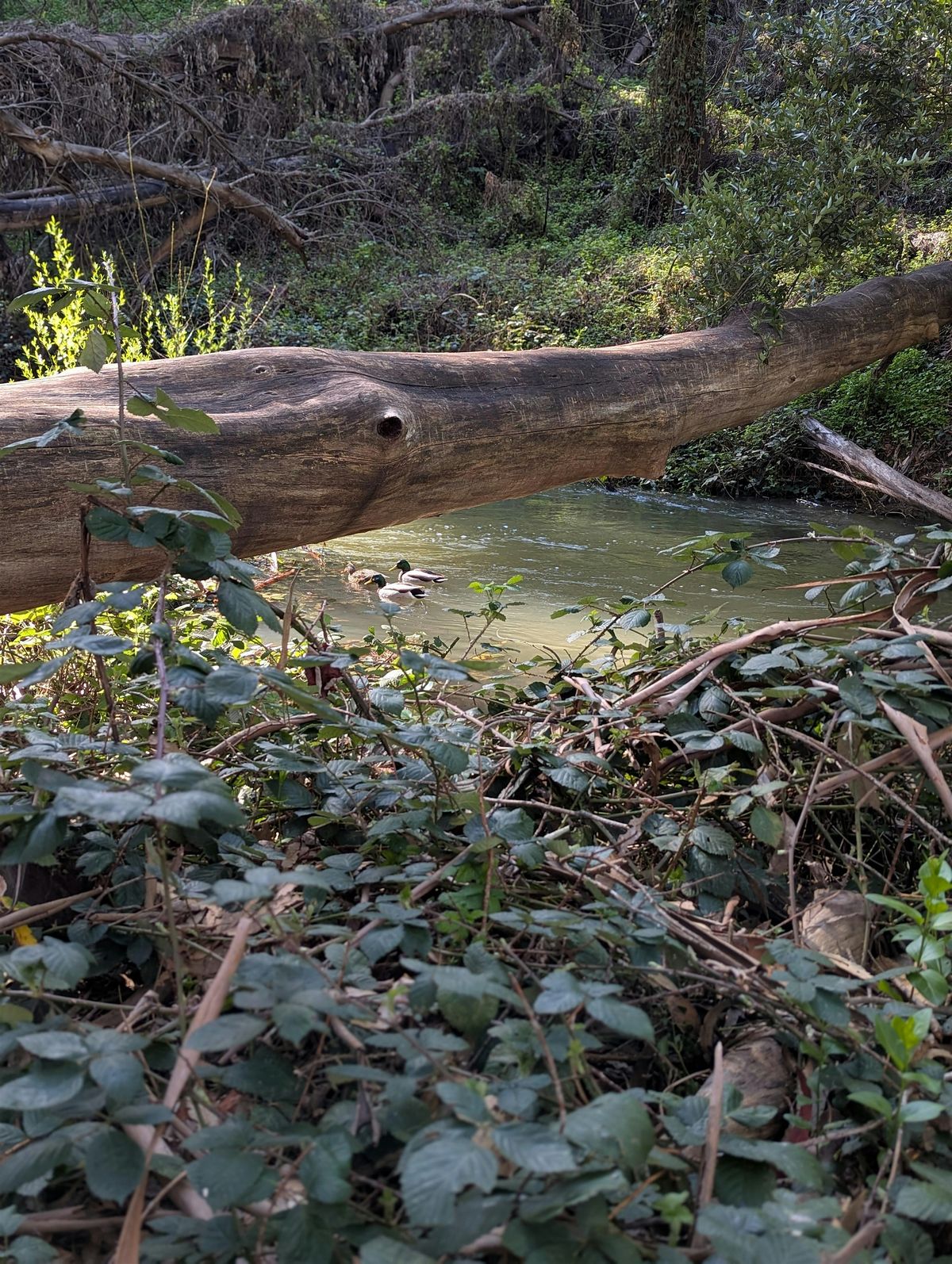Restoration Day Alongside San Leandro Creek at Chabot Park