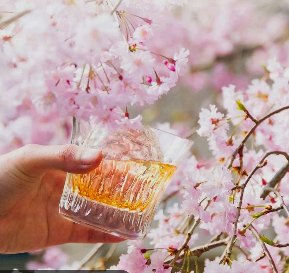 Come celebrate Cherry Blossom season & sip incredible Japanese Whiskies