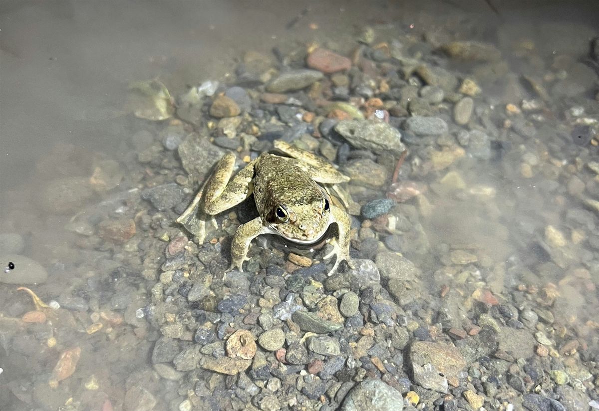 Foothill Yellow-legged Frog Ecology & Conservation Workshop